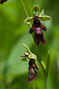 Orchid_Fly_LP0046_21_Yockletts