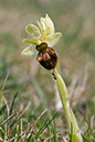 Orchid_Early-spider_LP0034_04_Castle_Hill