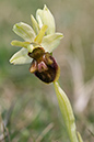 Orchid_Early-spider_LP0034_17_Castle_Hill