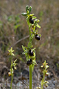 Orchid_Early-spider_LP0040_09_Samphire_Hoe