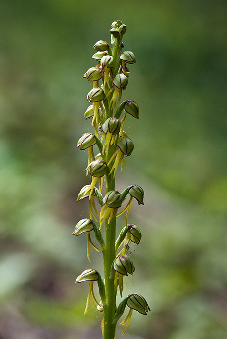 Orchid_Man_LP0130_38_Box_Hill