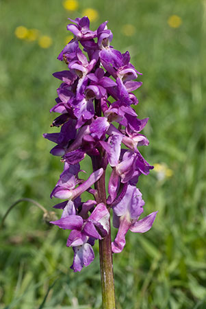 Orchid_Early-purple_LP0047_17_Park_Gate
