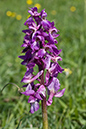 Orchid_Early-purple_LP0047_17_Park_Gate