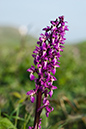 Orchid_Early-purple_LP0002_03_Beachy_Head