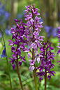Orchid_Early-purple_LP0120_07_Ranmore