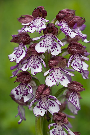 Orchid_Lady_LP0045_30_Hartslock