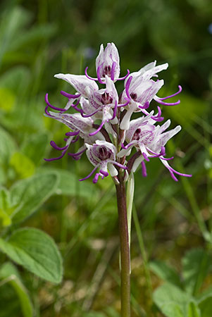 Orchid_Monkey_LP0045_79_Hartslock