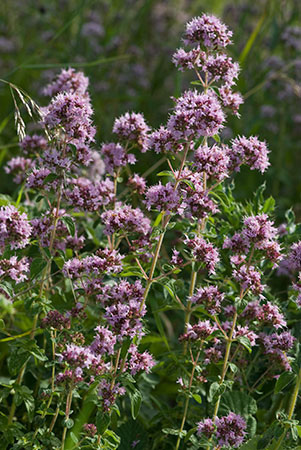 Marjoram_Wild_LP0165_48_Riddlesdown