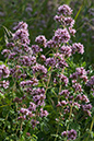 Marjoram_Wild_LP0165_48_Riddlesdown