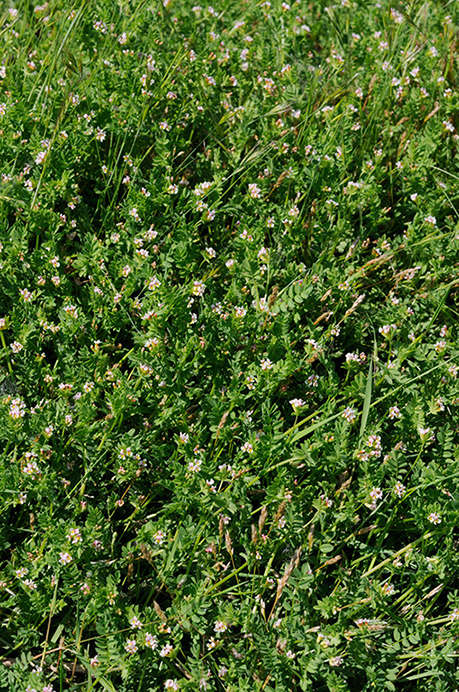 Birds-foot_LP0313_091_Papercourt_Marshes