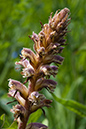 Broomrape_Common_LP0005_24_Howell_Hill