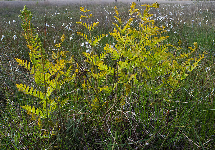 Fern_Royal_LP0132_35_Thursley