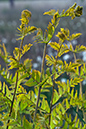 Fern_Royal_LP0132_34_Thursley