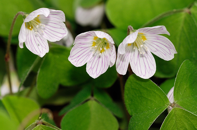 Wood-sorrel_LP0307_27_Shere_Woodlands