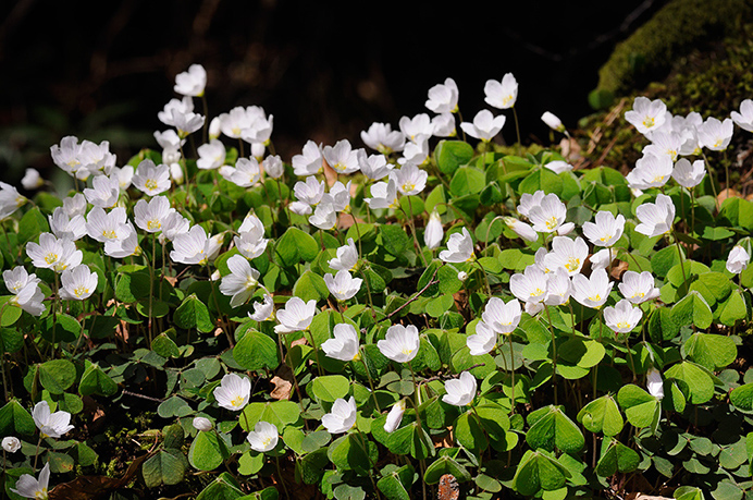 Wood-sorrel_LP0354_10_Coldharbour