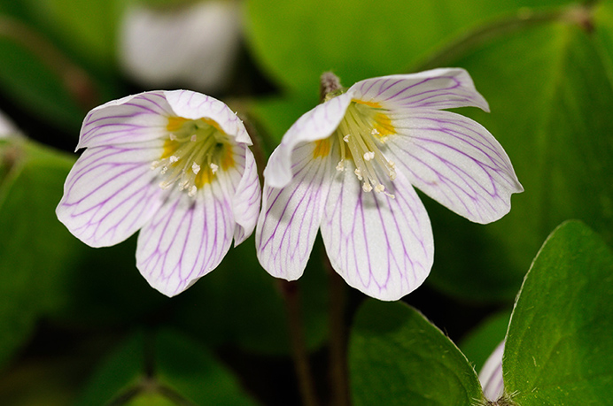 Wood-sorrel_LP0307_30_Shere_Woodlands