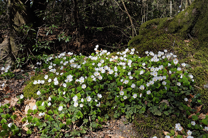 Wood-sorrel_LP0354_19_Coldharbour