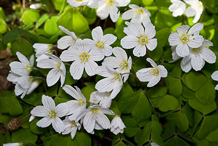 Wood-sorrel_LP0108_02_Headley_Heath