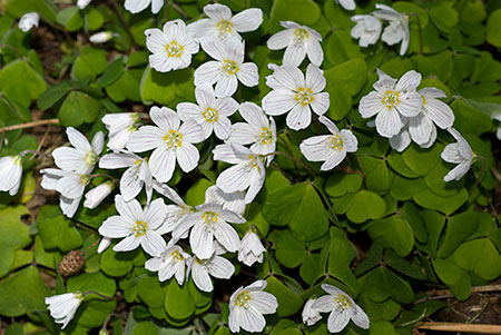 Wood-sorrel_LP0108_01_Headley_Heath