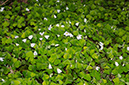 Wood-sorrel_LP0352_02_Glebe_Wood