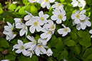 Wood-sorrel_LP0108_02_Headley_Heath