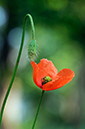 Poppy_LP0312_64_St_Martha