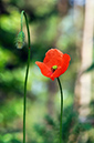 Poppy_LP0312_57_St_Martha