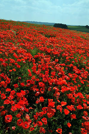 Poppy_field_LP0279_14_Chicklade