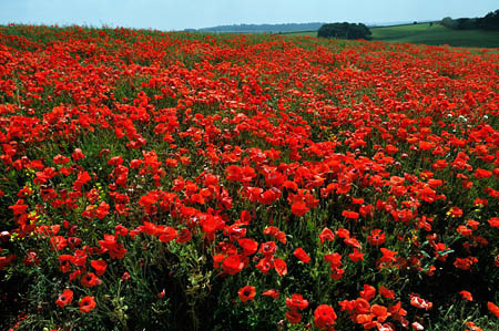 Poppy_field_LP0279_15_Chicklade