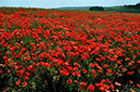 Poppy_field_LP0279_15_Chicklade