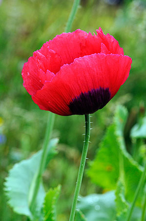 Poppy_Opium_LP0317_34_Ham