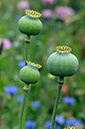 Poppy_Opium_LP0317_39_Ham