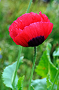 Poppy_Opium_LP0317_34_Ham