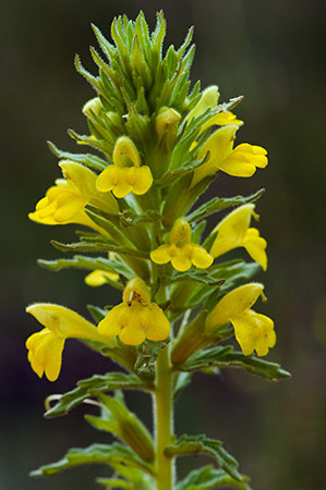 Bartsia_Yellow_LP0212_04_Andrews_Wood