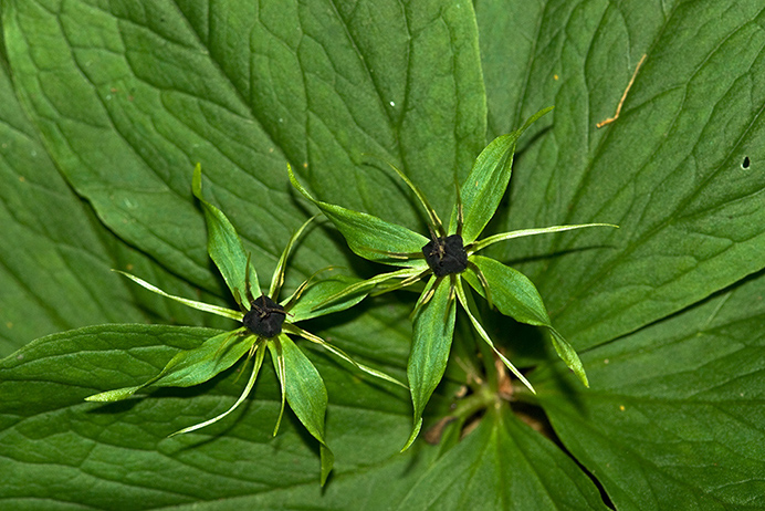 Herb-paris_LP0128_05_Selsdon