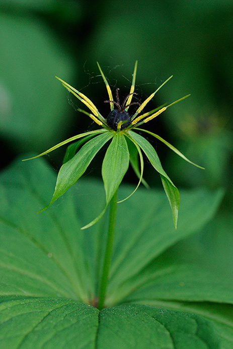 Herb-paris_LP0228_21_Merstham