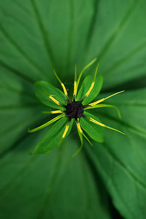 Herb-paris_LP0228_25_Merstham