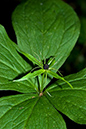 Herb-paris_LP0055_39_Warren