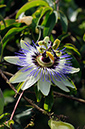Passionflower_Blue_LP0324_68_Hampton_Court
