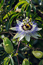 Passionflower_Blue_LP0324_72_Hampton_Court