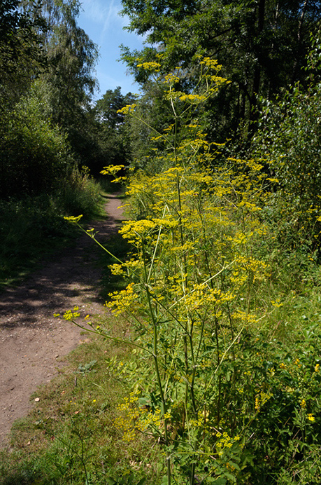 Parsnip_Wild_LP0325_04_Witley_Common