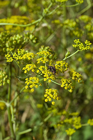 Parsnip_Wild_LP0070_27_Headley_Heath