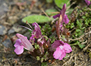 Lousewort_LP0130_19_Peaslake