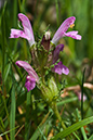 Lousewort_LP0209_22_Haslemere