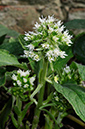 Butterbur_White_LP0346_74_Leith_Hill