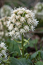 Butterbur_White_LP0099_03_Leith_Hill
