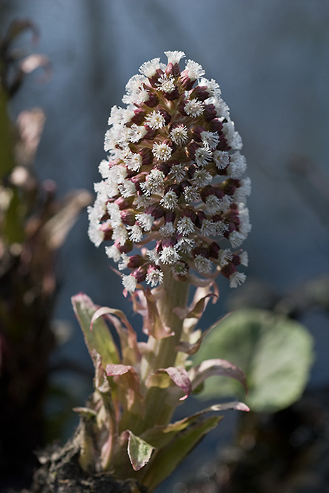 Butterbur_LP0097_12_Beddington