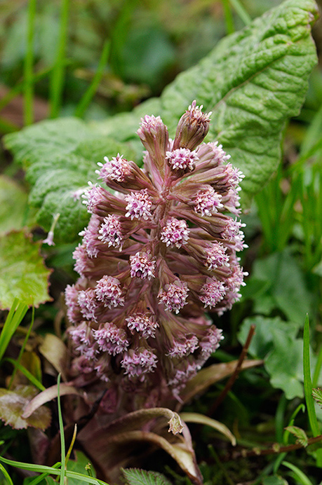 Butterbur_LP0350_12_Box_Hill