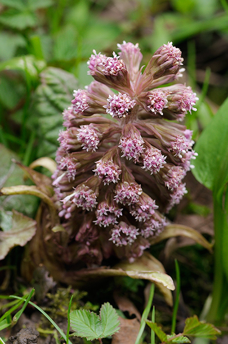 Butterbur_LP0350_08_Box_Hill