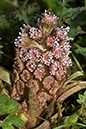 Butterbur_LP0094_09_Box_Hill